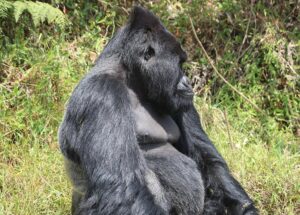 Gorilla Trekking in bwindi