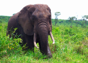 Lions of Queen Elizabeth